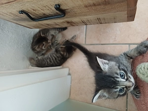 Ein kleiner Kater ende August abzugeben
