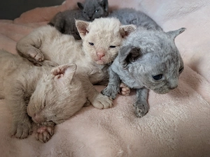 Wunderschöne Devon Rex Kitten in Blue & Lilac mit Stammbaum