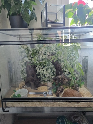 Kornnatter mit Terrarium 