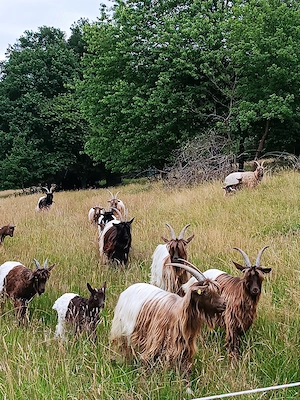 Suchen Verstärkung bei Ziegen, Schafen und Pferden  Bild 2