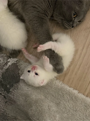 bkh kitten sucht ab september ein zuhause 