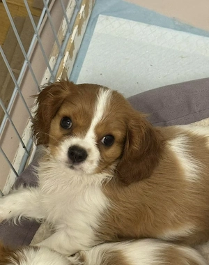 Cavalier King Charles Spaniel Hündin
