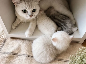 Bkh Blh Kitten 