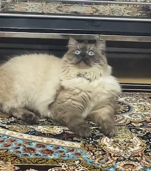 Katze Ragdoll mix rasse