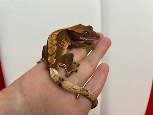 Kronengecko - Correlophus ciliatus