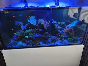 Meerwasseraquarium 420 Liter 