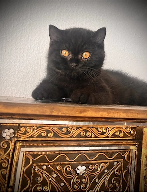 Britisch Kurzhaar kitten braun und getigert BKH