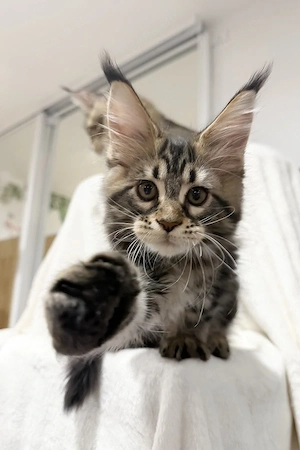 Ein süßes, 3 Monate Fresh Maine-Coon-Kätzchen sucht ein liebevolles Zuhause für immer.     Wir stell