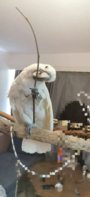 Kakadu in gute Hände abzugeben 