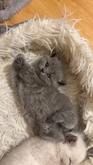 Süße BKH Kitten suchen neues Zuhause