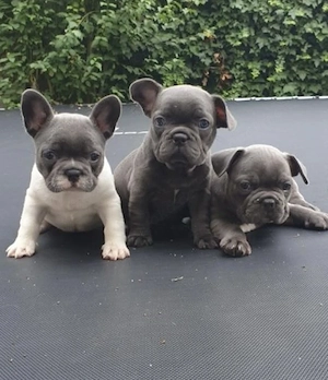 Französische Bulldoggen Welpen 