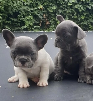 Französische Bulldoggen Welpen 