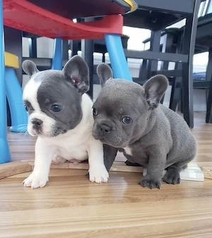 Französische Bulldoggen Welpen 