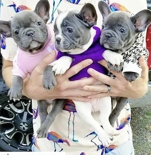 Französische Bulldoggen Welpen