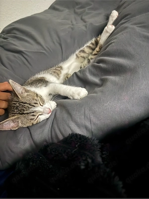 kleine Kitte zu verkaufen 