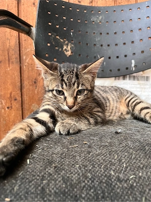 Babykatzen vom Bauernhof Katze Babykatze Katzenbabys