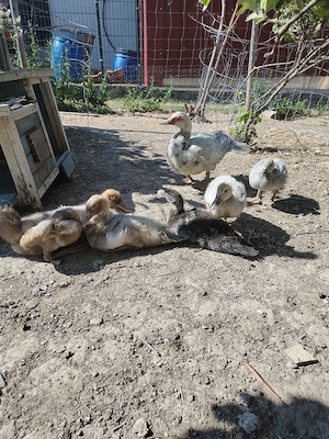 Warzenentenküken 