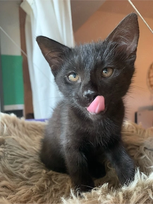 kitten weiblich schwarz