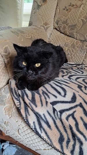 Rassekatzenmix Kater
