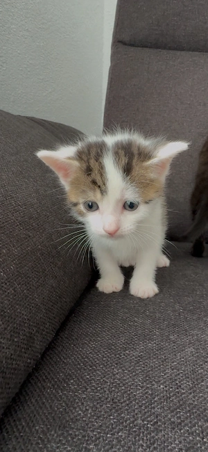 Katzen Baby 