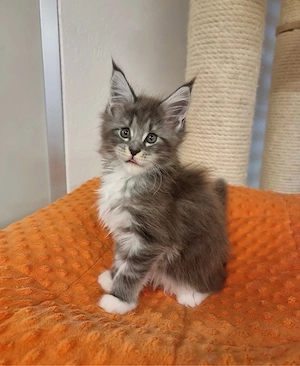 Maine-Coon-Kätzchen abzugeben