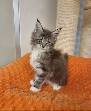 12 Wochen alten Maine-Coon-Kätzchen