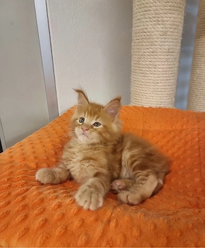 Maine-Coon-Kätzchen abzugeben