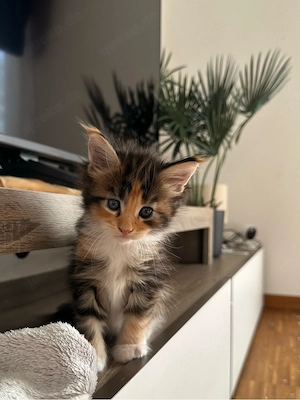 Maine Coon Kitten mit Stammbaum   Reservierung möglich