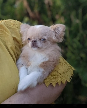 Wunderschönes Miniatur-Chihuahua-Mädchen
