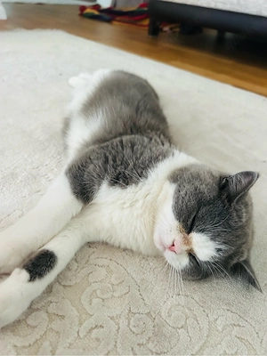 Unser BKH-Kater sucht ein liebevolles Zuhause   