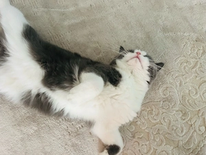 BKH kater 