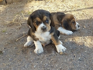 kräftige reinrassige Beagle Welpen suchen ab dem 14.August ein tierliebes neues zu Hause