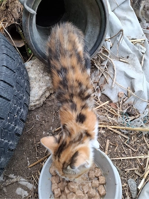 Babykatzen suchen ein neues Zuhause