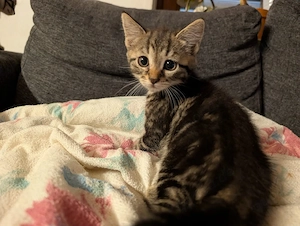 Süße kleine Maus sucht ihr Zuhause 