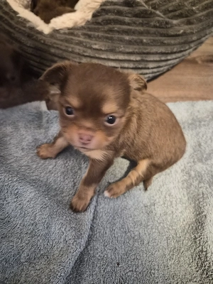 Chihuahua babys 