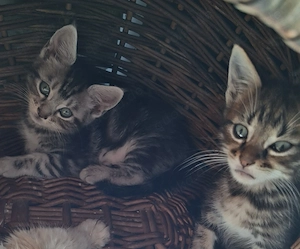 4 Kater BKH Maine Coon Mischlinge suchen Zuhause