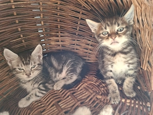 Black Tabby Kater auszugbereit braun getigert