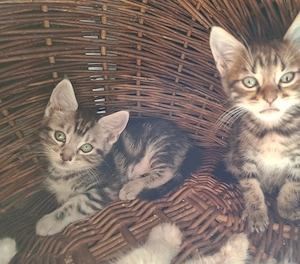 Whiskas Kater black silver classic tabby auszugsbereit 