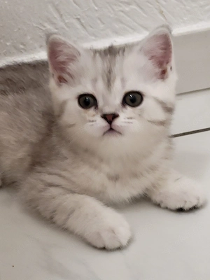 BKH-Kitten reinrassig 