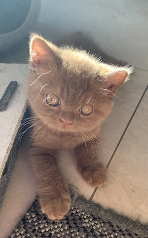 BKH Kitten cinnamon mit Stammbaum