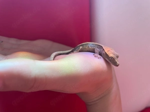 Kronengecko - Correlophus ciliatus