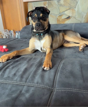Dobermann  Magyar Vizsla Mix- 7 monate sucht ein liebevolles zuhause 