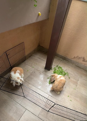 Kaninchen 