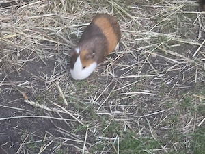 Meerschweinchen Bock