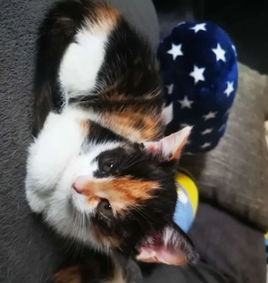 Kitten sucht liebes zuhause 