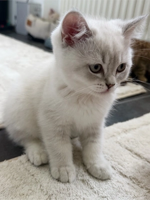 BKH kitten 