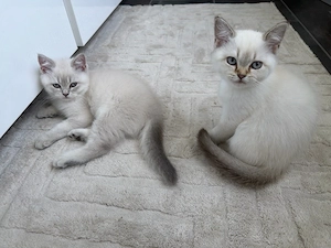 BKH kitten 