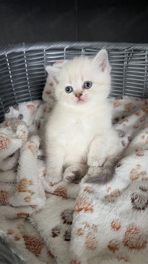 BKH kitten 