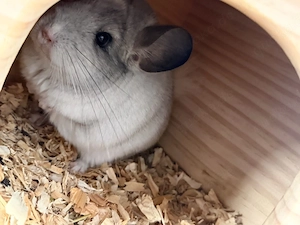 chinchilla männchen 