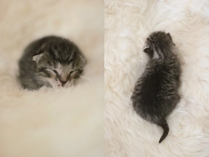 Babykatze, Kitten, Katzenbaby. Henry, der Prinz und Schmusebär sucht ein liebevolles Zuhause Bild 4